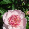 Paeonia lactiflora 'Do Tell'